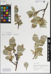 Foto von Salix lanata L.